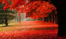 美丽的马鞍池公园作文