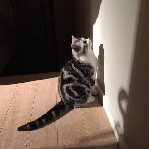 猫爸爸和儿子