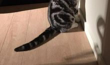 猫爸爸与鼠儿子