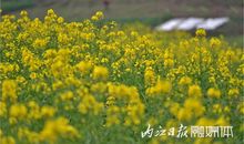 在田野的日子里