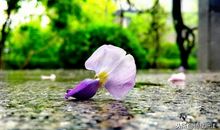 坚强的走过风雨