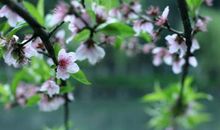 生命中不谢的花朵