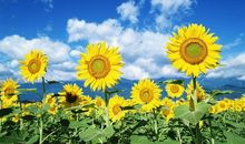 有那样一抹色彩作文800字