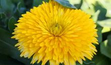 油菜花，棒棒哒