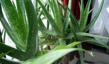 “飞来”的滴水观音