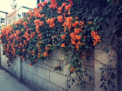 我发现花朵向花朵开放。