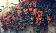 我发现满树繁花都开放着爱