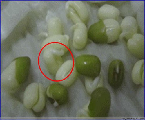 五个绿豆观察日记