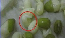 泡绿豆观察日记五则