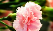 花一样美的母爱