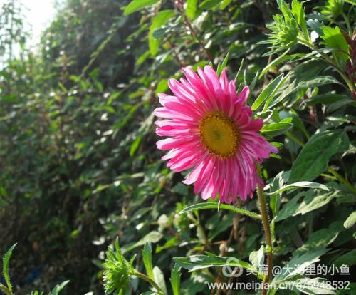 花对我开放