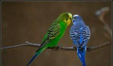 美丽的虎皮鹦鹉