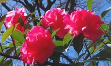 把心也一起绽放