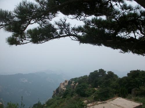 山顶上的松树