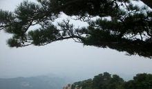 高山顶上的一棵苍松