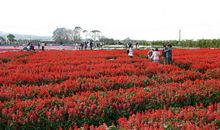 那一片灿烂的一串红