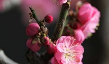 只有梅花吹不尽，依旧新白抱新红