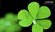 触动心灵的叶子