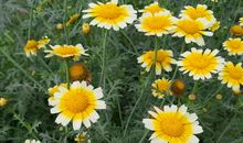 走过青栗的季节