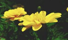 绽放在盛夏的美