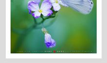 绿色舞台上的“精灵”