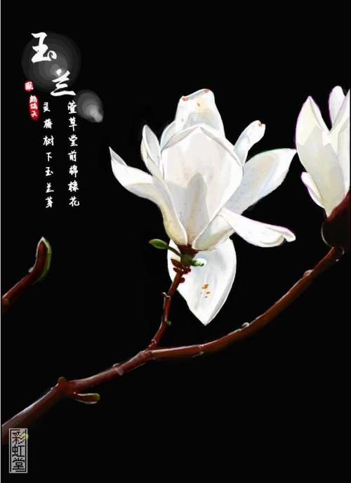白玉兰，我想告诉你