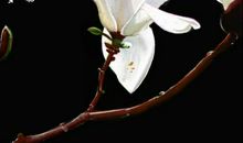 白玉兰我想对你说