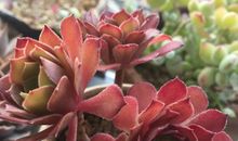 感恩平淡的生活