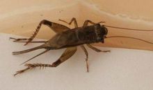 一只蟋蟀的自述