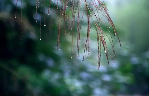 我唱春雨