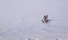 让心灵像雪一样洁白