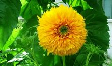 人生可以更加灿烂