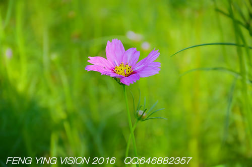 花在阳光下绽放