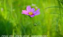 阳光下绽放的花朵