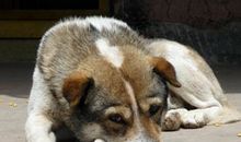 读《咬舌自尽的狗》有感