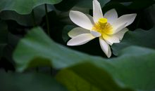 我发现了荷叶的美