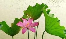 那一朵信念之花