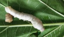 我是一只蜕变后的蚕