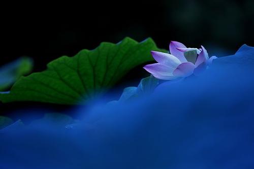 心脏就像莲花