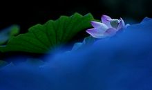 心似莲花处处开