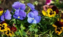 开在园中的花儿