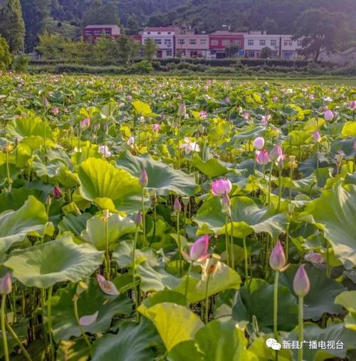 夏天是美丽的