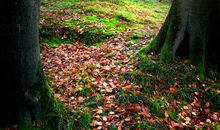 阳光照耀的屋顶