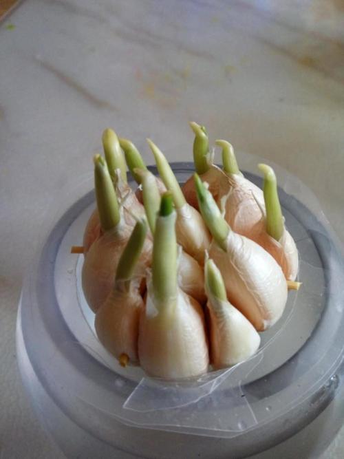 大蒜生长日记
