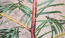 红豆杉材料作文