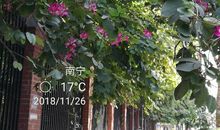 紫荆花开别样红