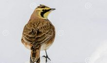 一只小鸟的忠告