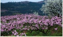 感知生命，在春天