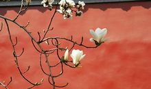 为生命增添一抹红色