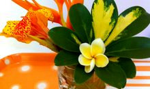 美丽纯朴的鸡蛋花